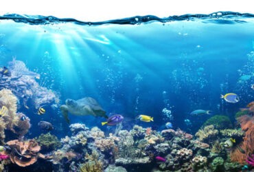 saltwater aquariums